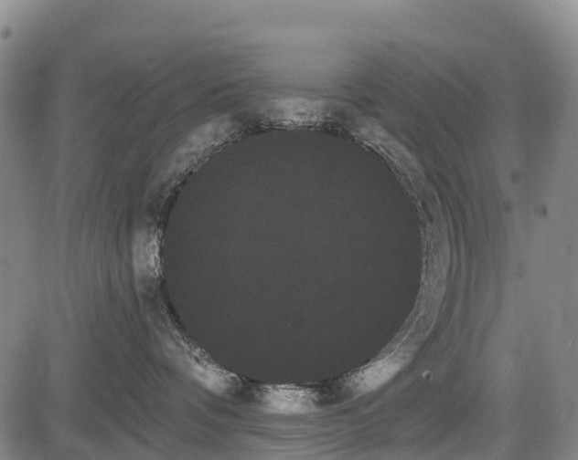 X0000085040336200703121440