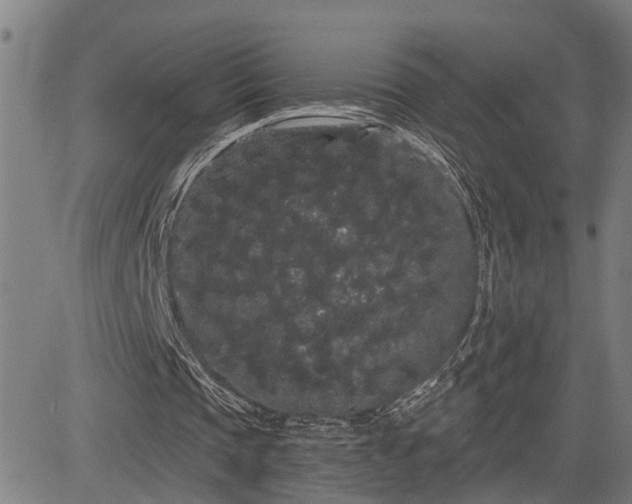 X0000085040337200703121439