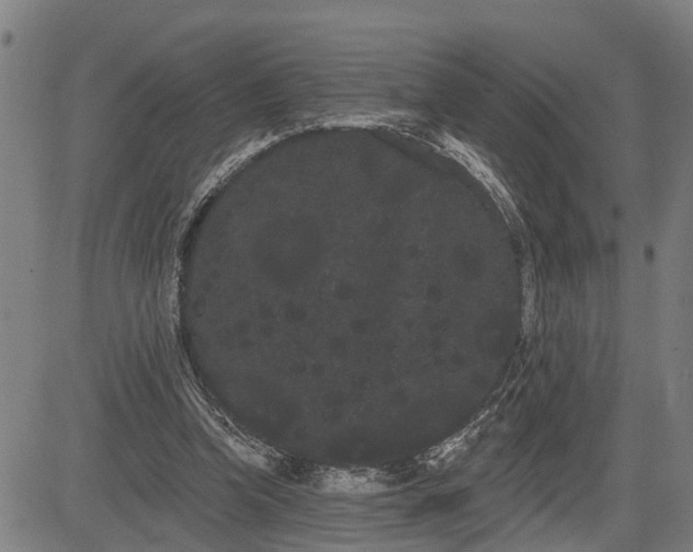 X0000085040346200703121439