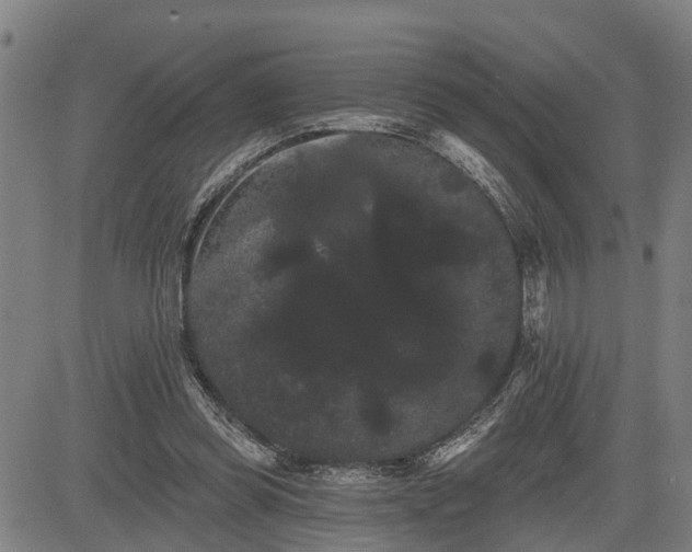 X0000085040349200703121439