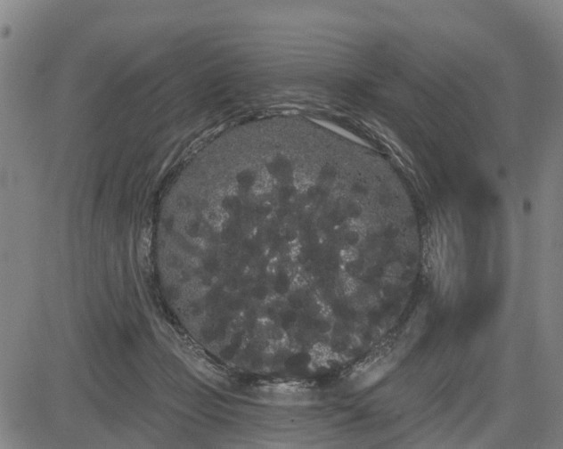 X0000085040365200703121439