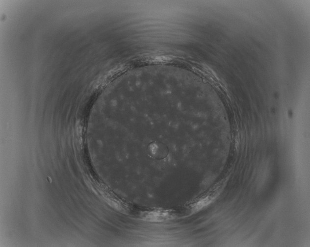 X0000085040366200703121439