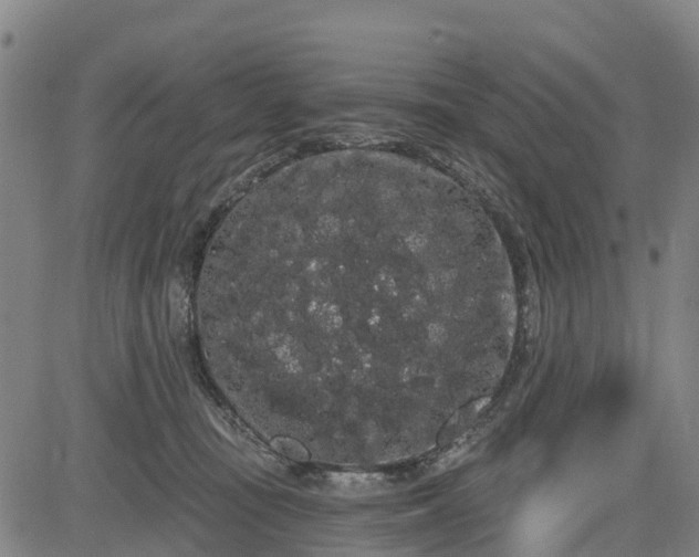 X0000085040371200703121439