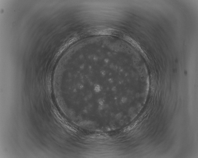 X0000085040386200703121439