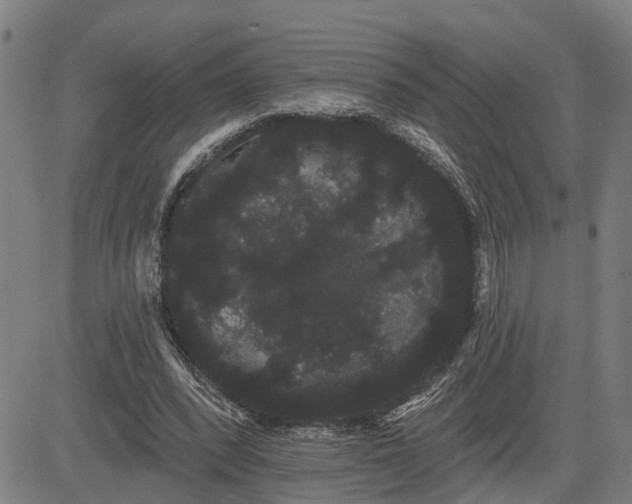 X0000085040392200703121439