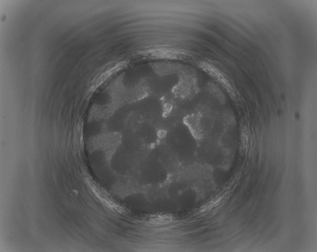 X0000085040398200703121439