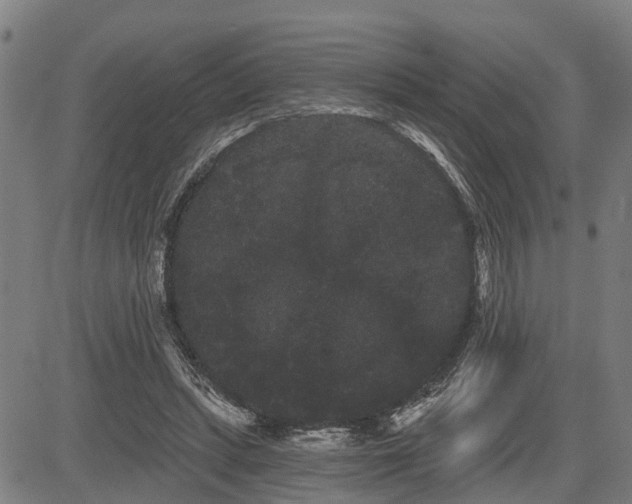 X0000085040447200703121438