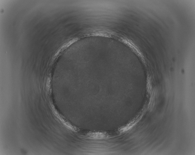 X0000085040449200703121438