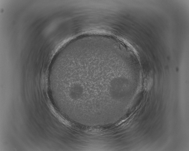 X0000085040487200703121437