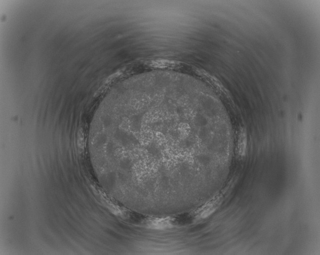 X0000085040569200703121436