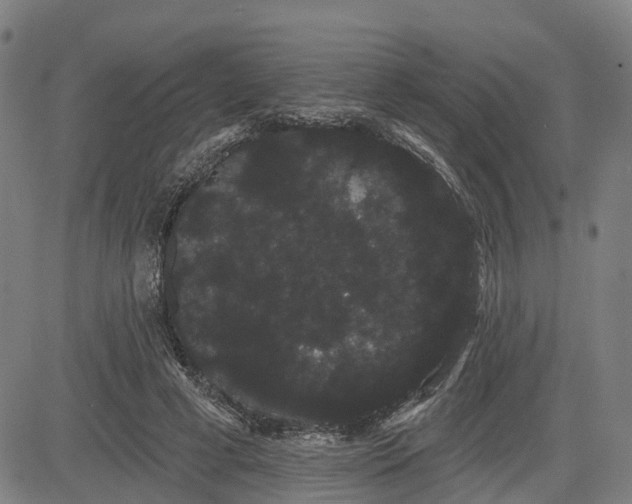 X0000085040593200703121435