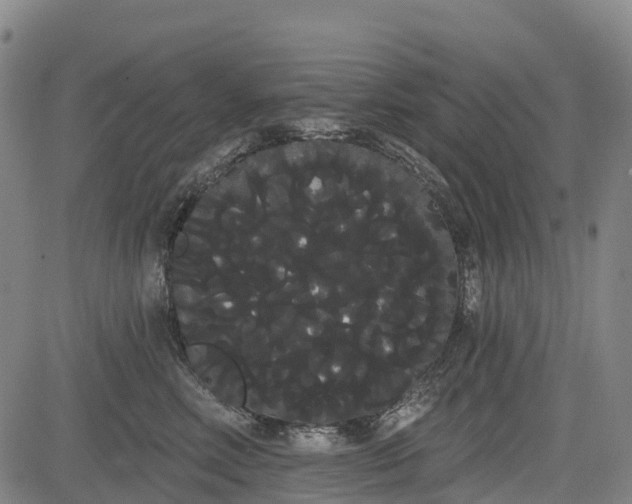 X0000085040618200703121435