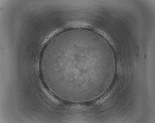 X0000085040629200703121434