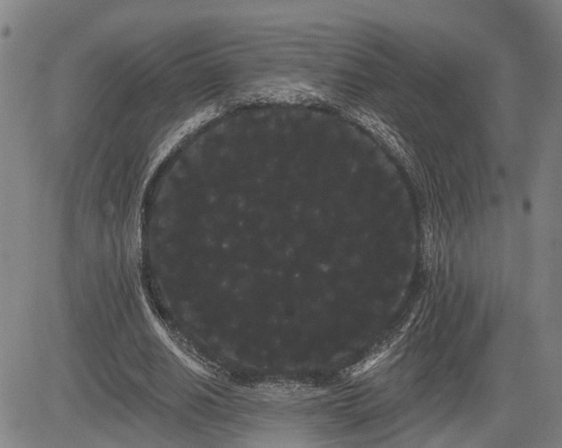 X0000085040630200703121434