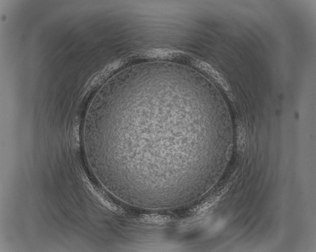 X0000085040633200703121434