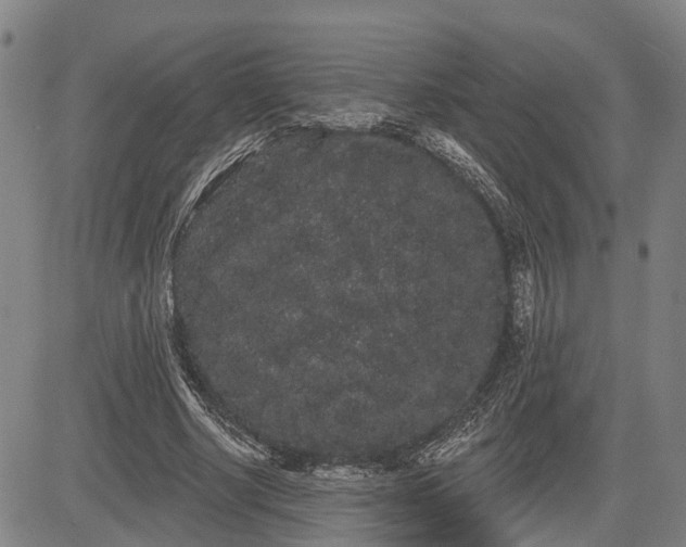 X0000085040634200703121434