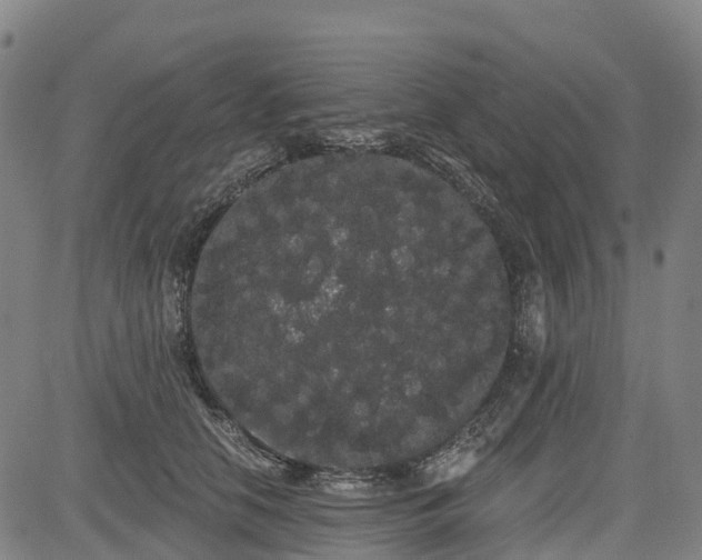 X0000085040658200703121435