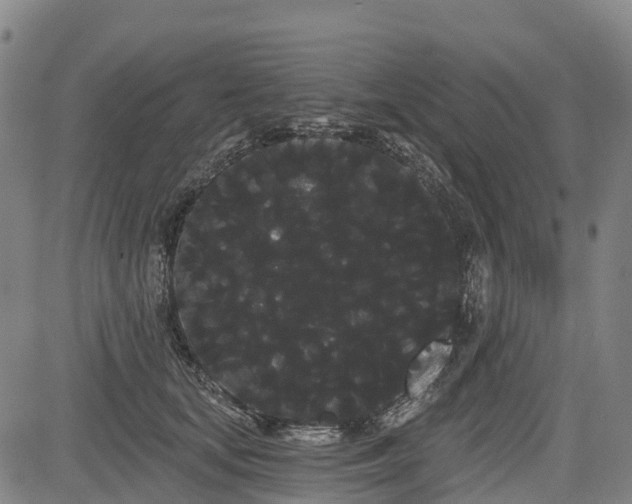 X0000085040659200703121435