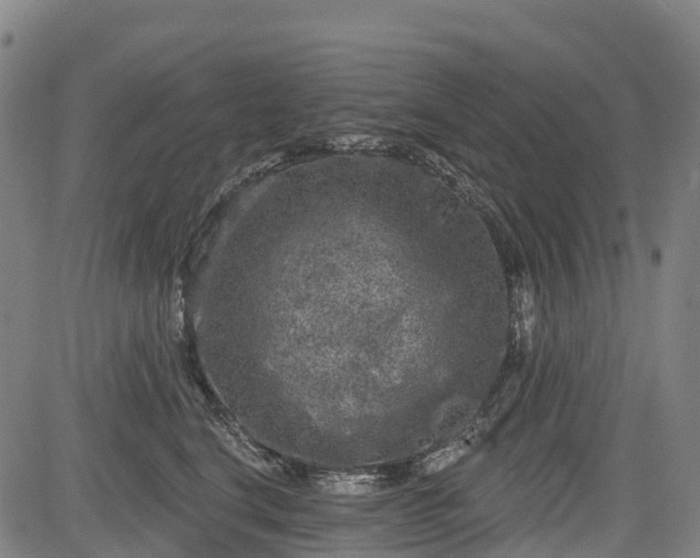 X0000085040664200703121435