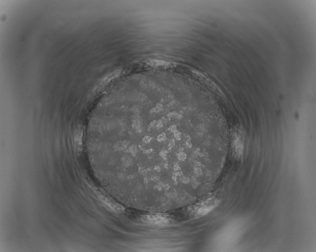 X0000085040668200703121435