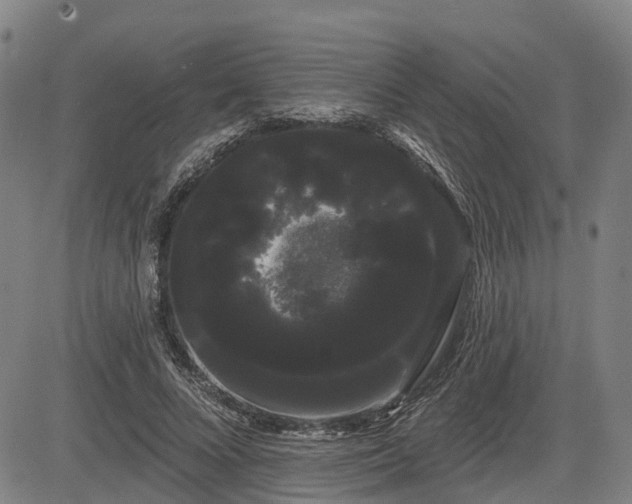 X0000085040688200703121434