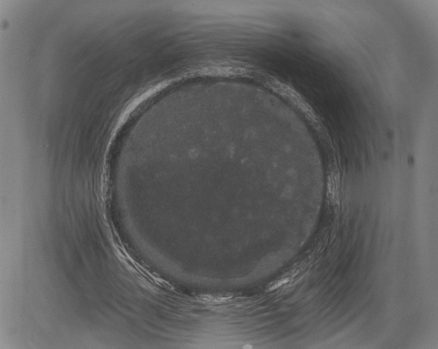 X0000085040724200703121433