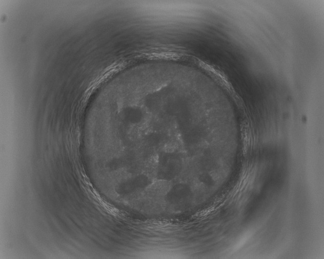 X0000085040729200703121433