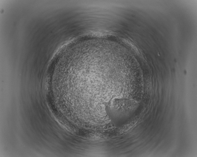 X0000085040736200703121433