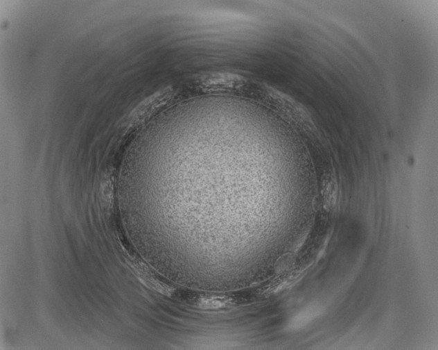 X0000085040753200703121433