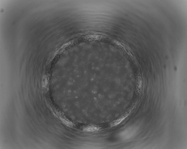 X0000085040759200703121433