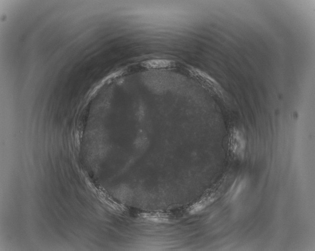 X0000085040763200703121433