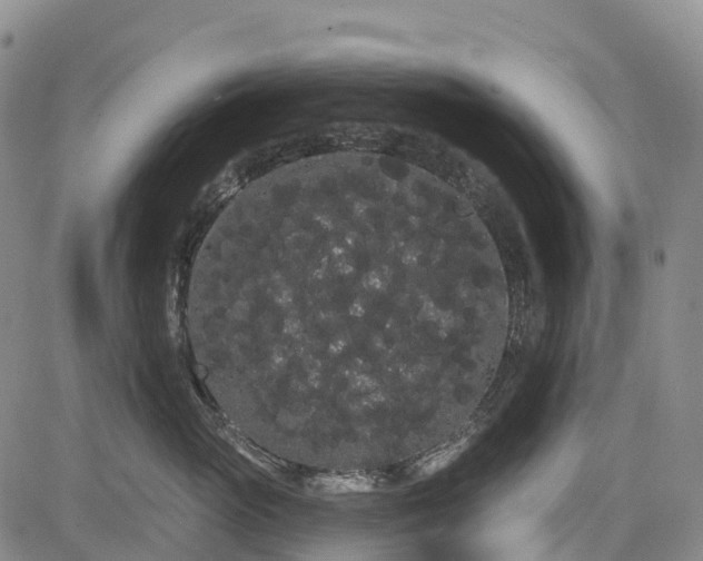 X0000085040765200703121433