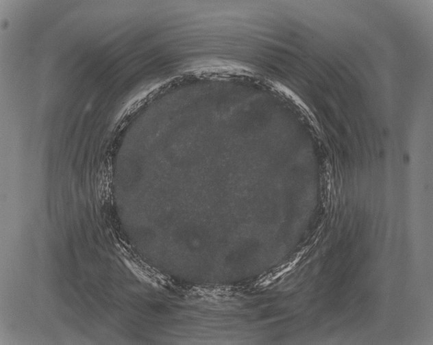 X0000085040775200703121432