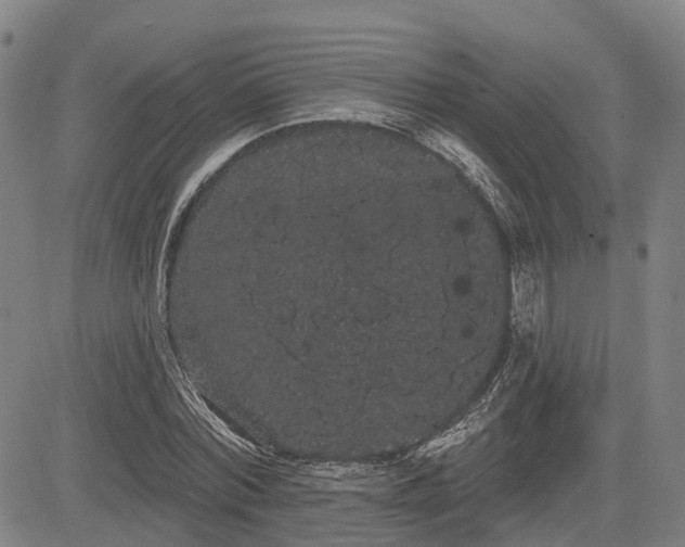 X0000085040780200703121432