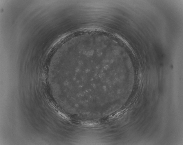 X0000085040823200703121431