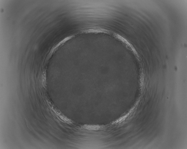 X0000085040825200703121431