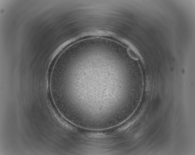 X0000085040837200703121431