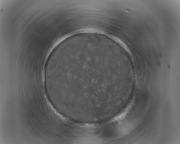 X0000085040839200703121431