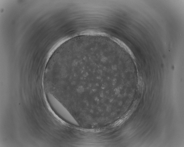 X0000085040855200703121432