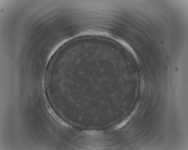 X0000085040896200703121430