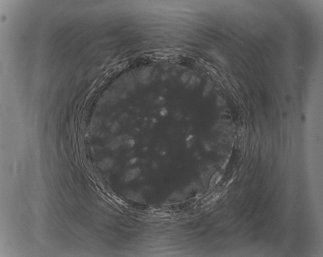 X0000085040913200703121429