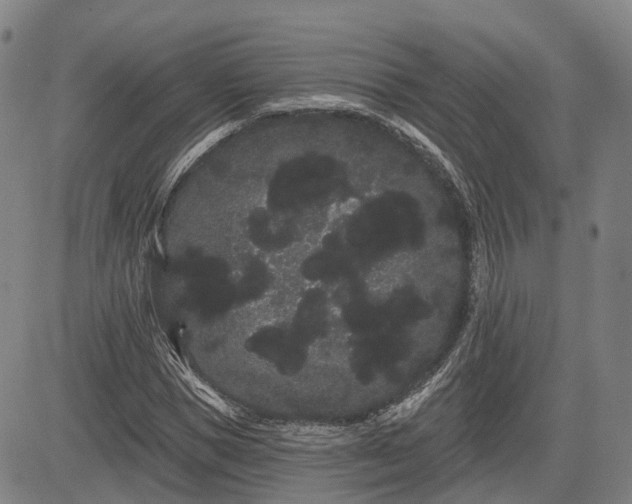 X0000085040921200703121429