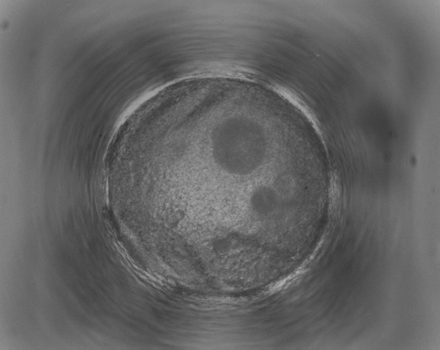 X0000085040925200703121429