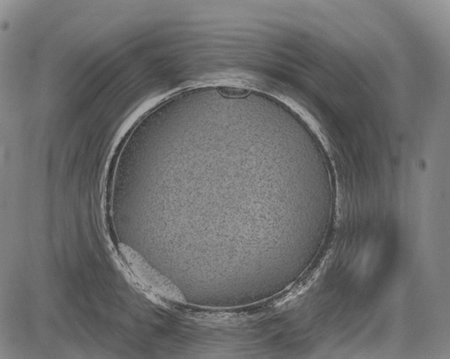 X0000085040949200703121430