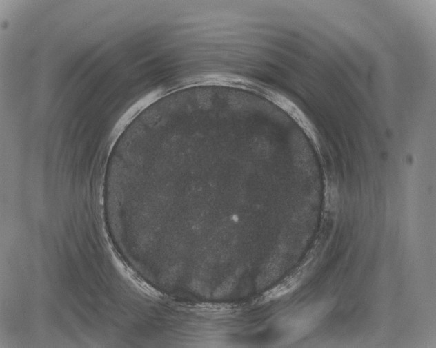 X0000085040954200703121430