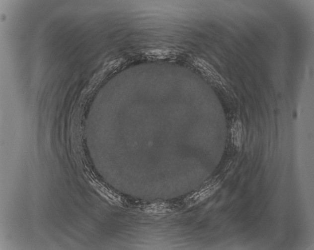 X0000085040961200703121429