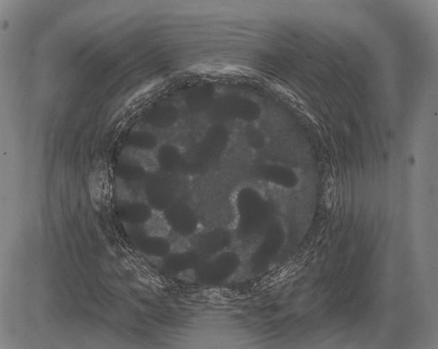 X0000085040966200703121429