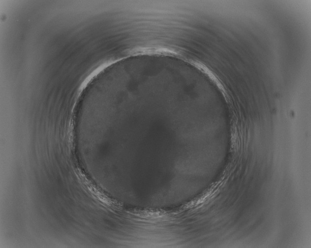 X0000085040975200703121429