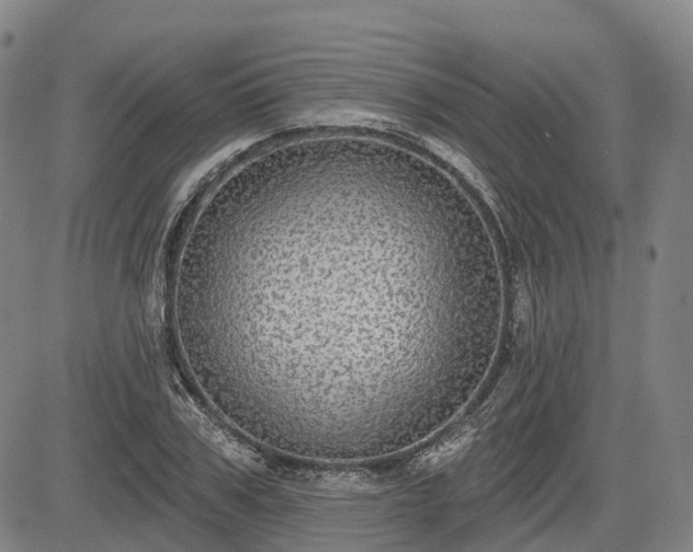 X0000085040979200703121429