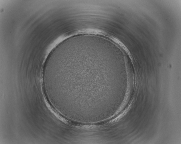 X0000085040989200703121429